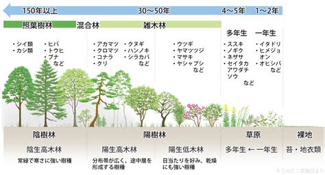 陽樹 陰樹 一覧 生物基礎|【生物基礎】植生の遷移をわかりやすく解説！ 